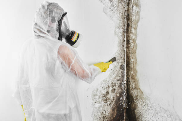 Best Affordable Mold Removal  in Madison, NC