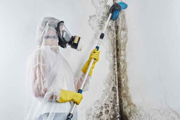 Best Mold Remediation  in Madison, NC