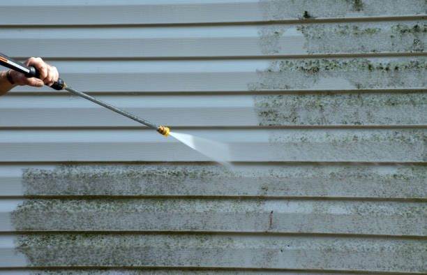 Best Affordable Mold Removal  in Madison, NC