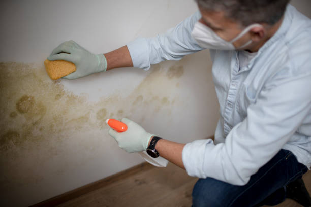 Best Mold Testing  in Madison, NC