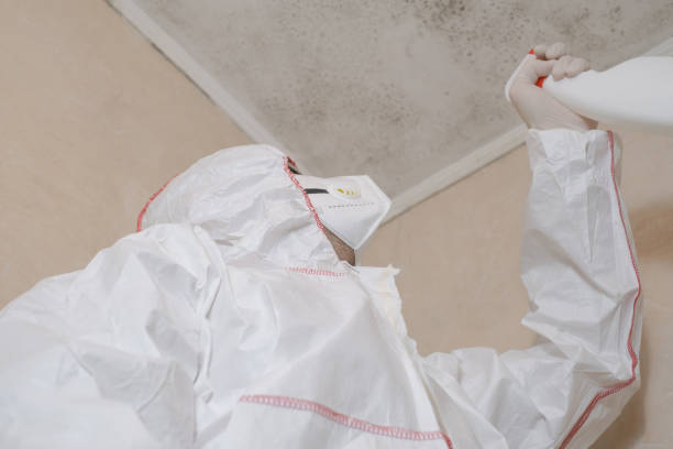 Best Mold Damage Repair  in Madison, NC