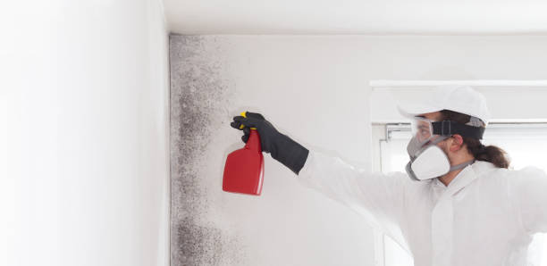Best Best Mold Removal Companies  in Madison, NC