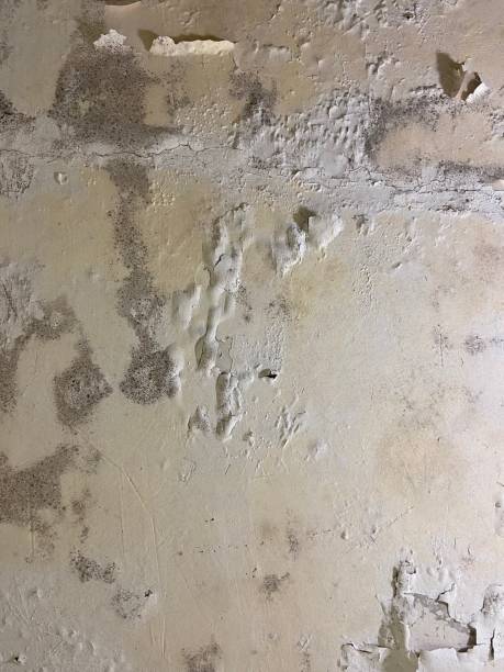 Best Local Mold Removal Service  in Madison, NC
