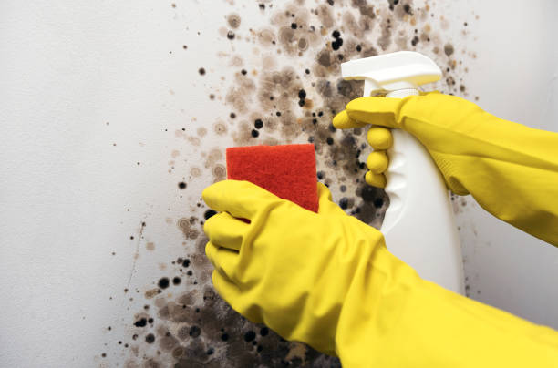 Best Mold Cleaning Services  in Madison, NC