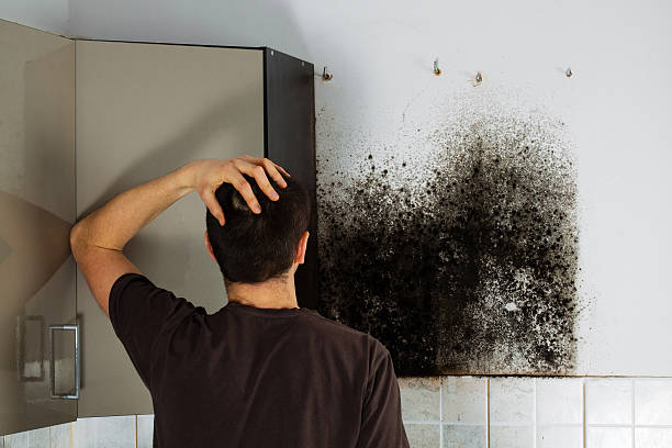 Best Professional Mold Removal  in Madison, NC