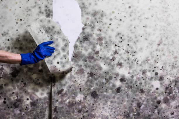 Best Mold Testing  in Madison, NC