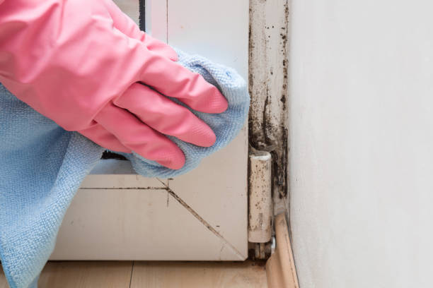 Best Emergency Mold Removal  in Madison, NC