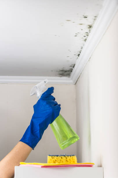 Best Black Mold Removal  in Madison, NC